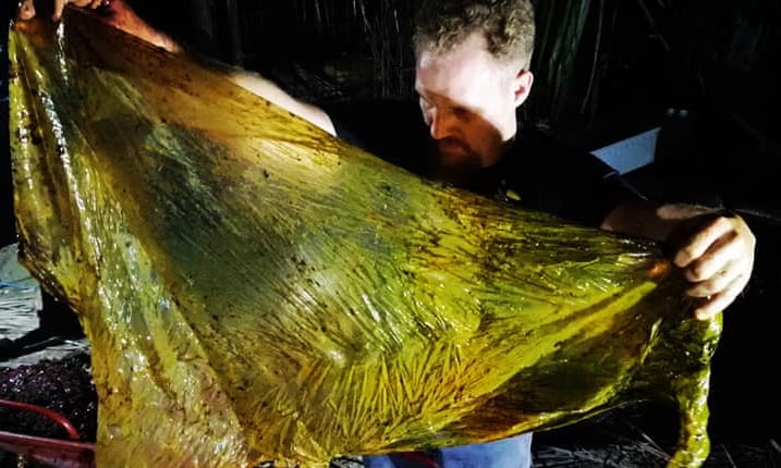 15일 필리핀 남부 해안에서 발견된 민부리고래 사체에서 40㎏ 가량의 플라스틱 쓰레기가 발견됐다. 사진은 고래 부검 후 발견한 비닐봉지. (사진 대럴 블래츌리 제공)