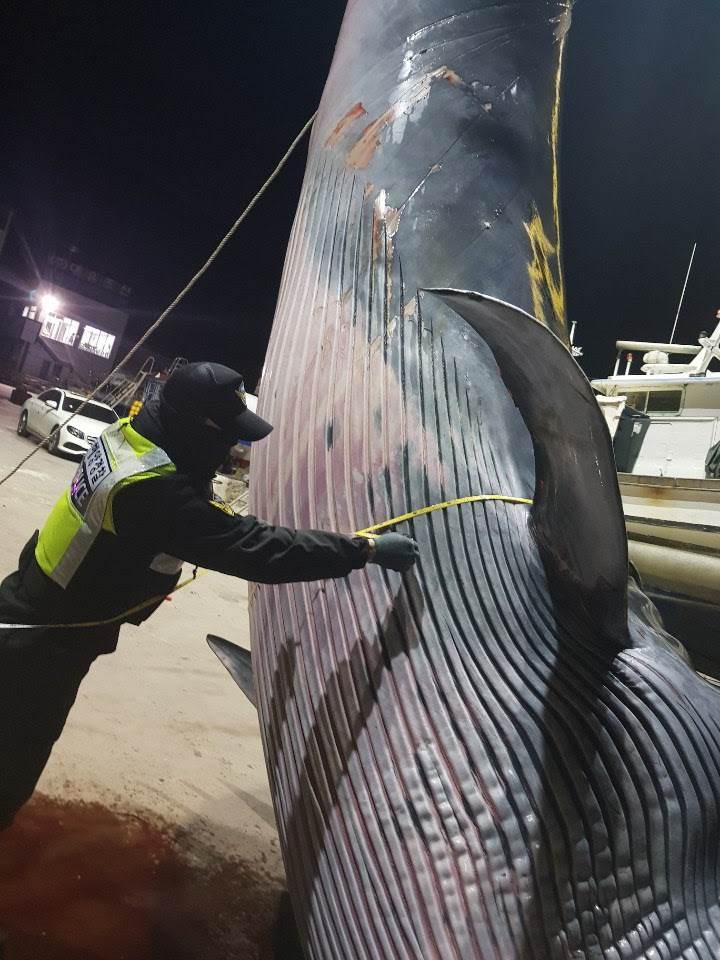 2019년 2월 17일 전남 여수 광도 해상에서 희귀 고래류인 멸치고래(브라이드고래)가 혼획되었으나, 보호대상 고래류로 분류돼 유통·판매가 금지되어 고흥군에 처분을 요청했다. (사진 여수해경 제공) 2019.03.19/그린포스트코리아