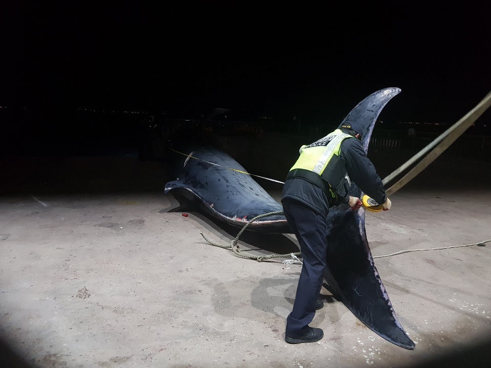 2019년 2월 17일 전남 여수 광도 해상에서 희귀 고래류인 멸치고래(브라이드고래)가 혼획되었으나, 보호대상 고래류로 분류돼 유통·판매가 금지되어 고흥군에 처분을 요청했다. (사진 여수해경 제공) 2019.03.19/그린포스트코리아
