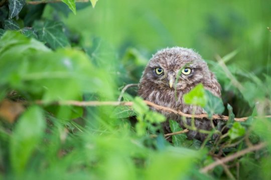 A natural resettlement of little owls in northern Switzerland is generally possible.