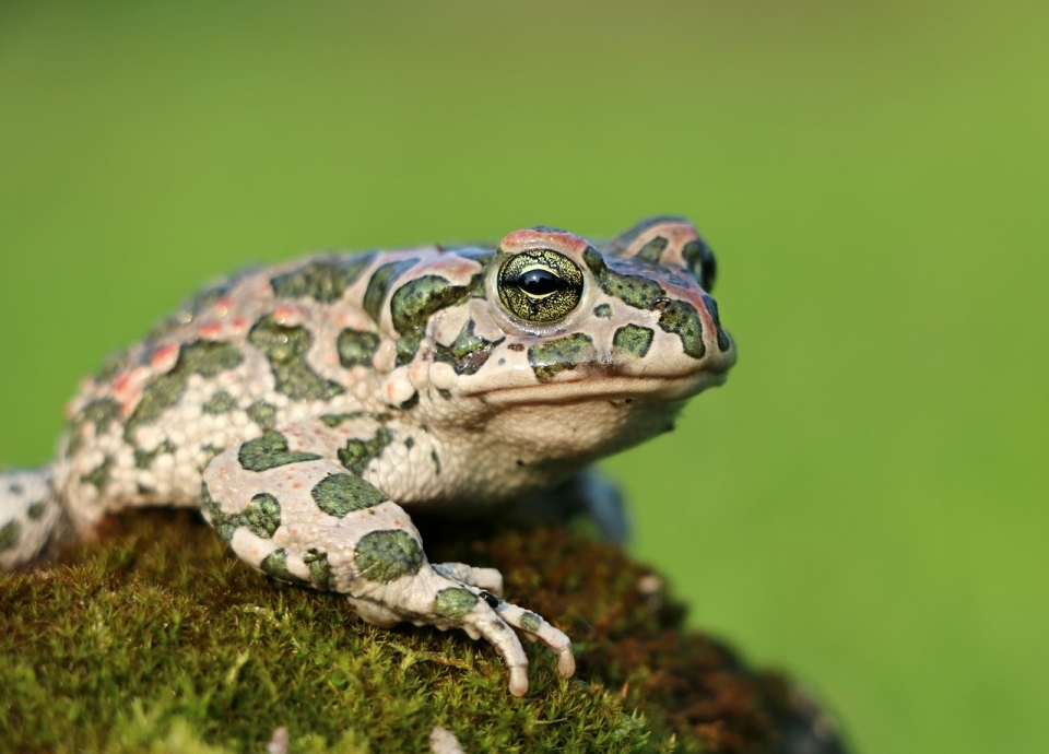 야생보다 도시와 농촌에 사는 두꺼비 독이 더 강하다는 연구결과가 나왔다.