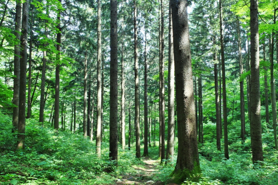 전북 무주군 덕유산에 위치한 독일가문비숲이 4월 추천 국유림 명품숲으로 지정됐다. (사진 산림청 제공)