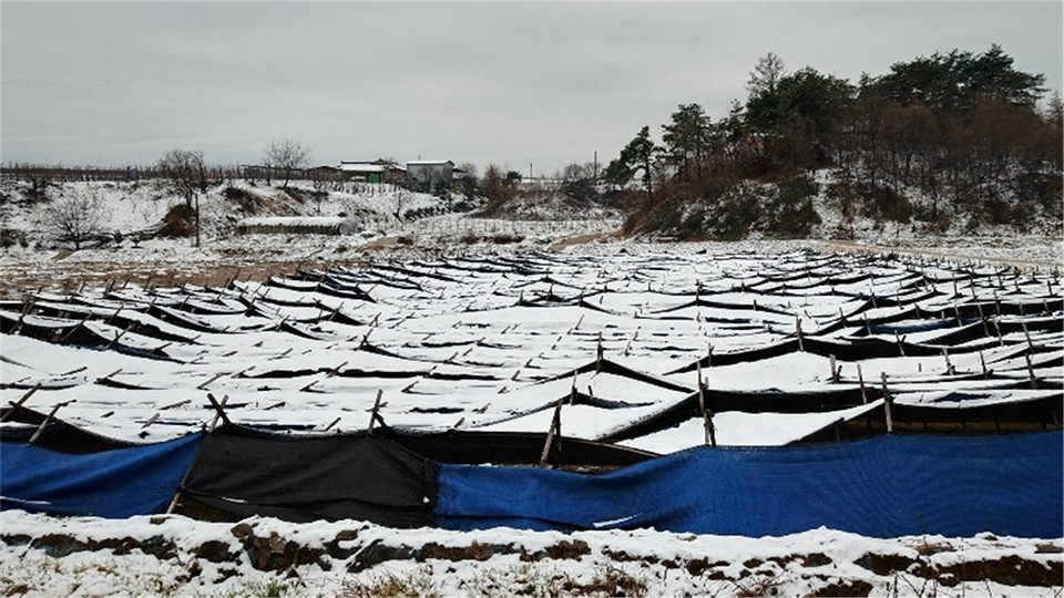 경상북도 영주군의 인삼밭이 4월 폭설로 인해 피해를 입은 모습. (사진 경북도 제공)