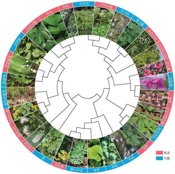산나물과 독초 유전자신분증(DNA바코드) 구축 이미지 자료. (환경부 제공)