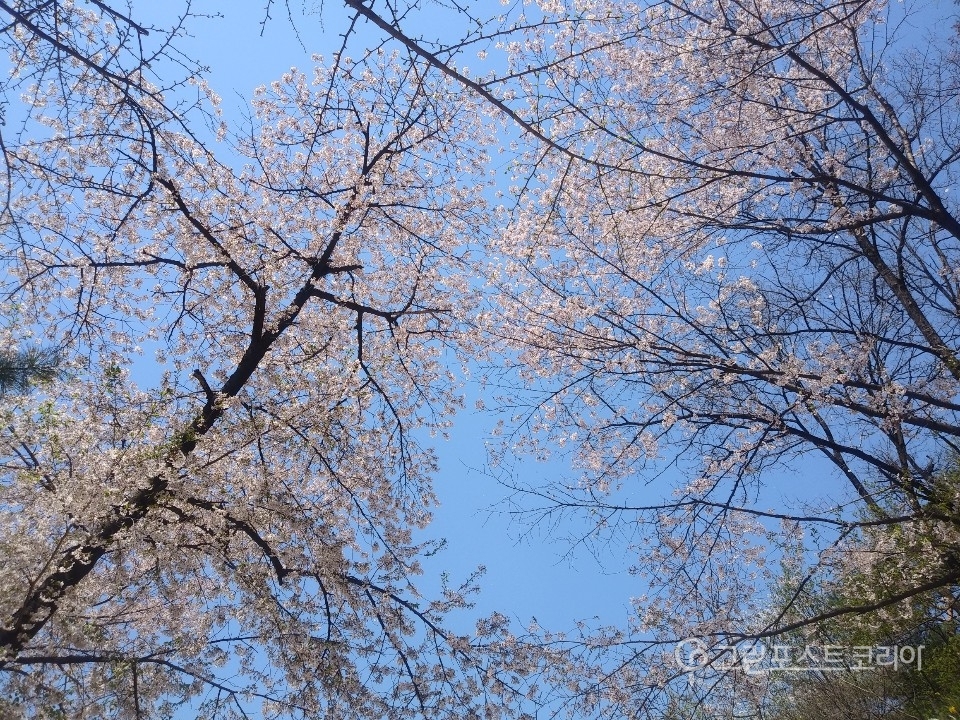 17일 서울 삼청동 삼청공원에 핀 벚꽃. (그포코 DB) 2019.4.17/그린포스트코리아