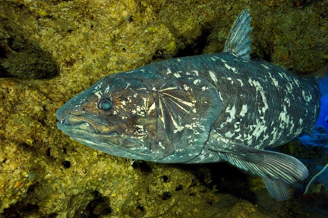 고대 물고기 '실러캔스'는 네발로 걷는 척추동물 진화의 비밀을 품고 있다.(사진=영국 브리스톨대 제공)