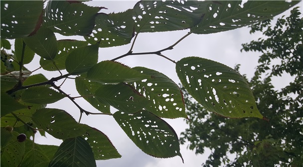 벚나무갈색무늬구멍병 감염잎. (환경부 제공)