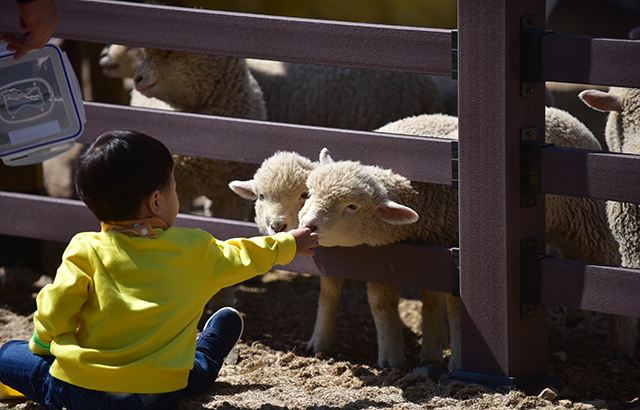영월군의 새로운 관광명소를 기대를 모으고 있는 펫힐링 달빛동물원.(사진 영월군 제공)