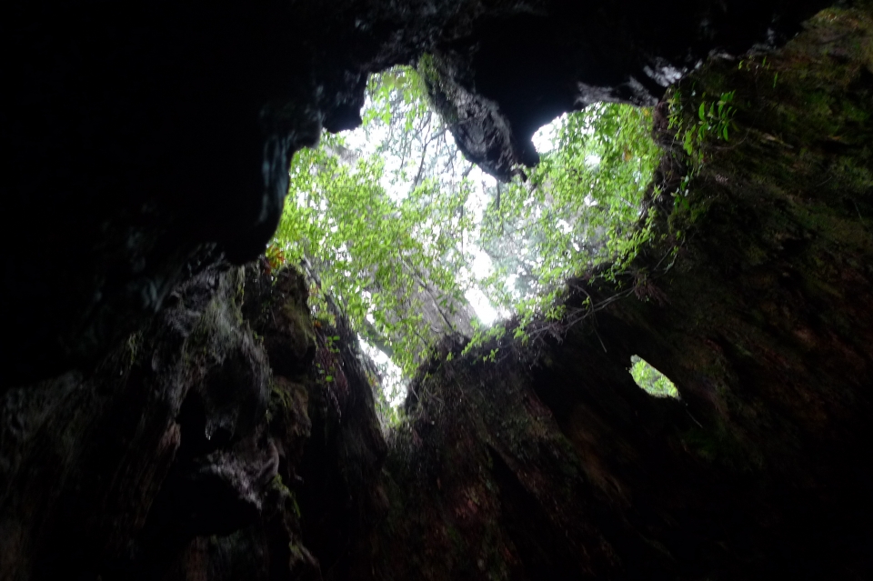대형 삼나무 안에 생긴 하트 모양.(사진 재팬올 제공)