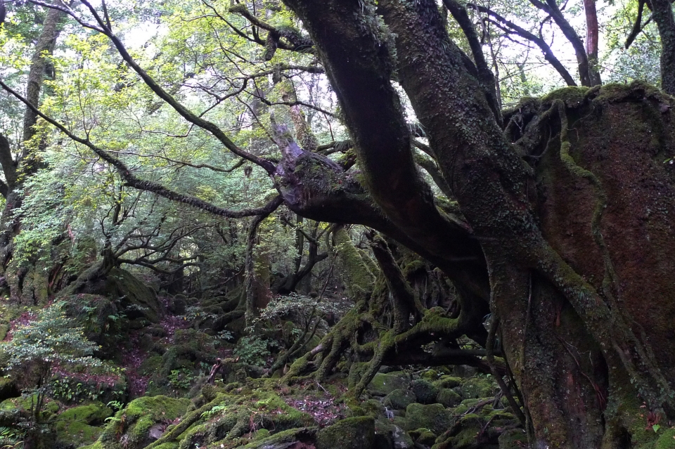 야쿠시마의 이끼숲. 애니메이션 '원령공주'의 배경이 된 곳이다.(사진 재팬올 제공)