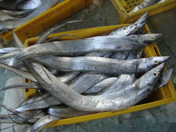 수입수산물을 대표하던 세네갈 갈치가 가격 인상과 어획량 감소로 마트에서 서서히 사라지고 있다.(본사 DB)