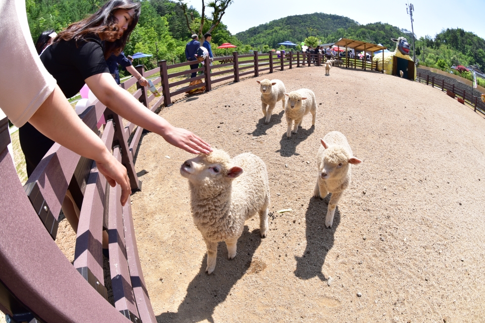 영월군 '펫힐링 달빛동물원'에서는 25종의 400여마리 동물들을 만나볼 수 있다.(영월군 제공) 2019.5.25/그린포스트코리아