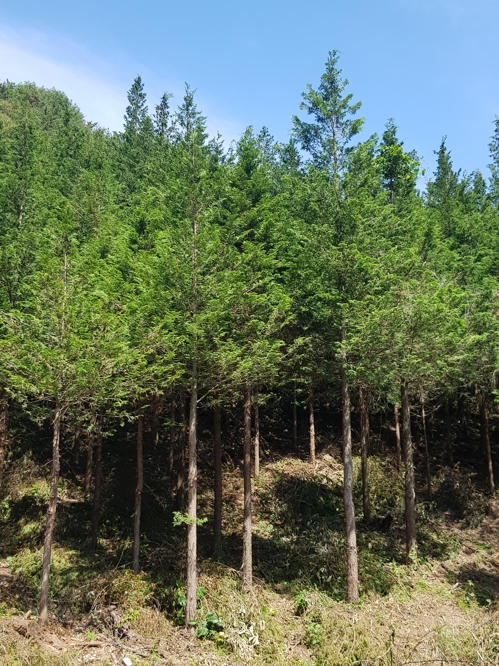 화백 숲 모습 (국립산림과학원 제공)