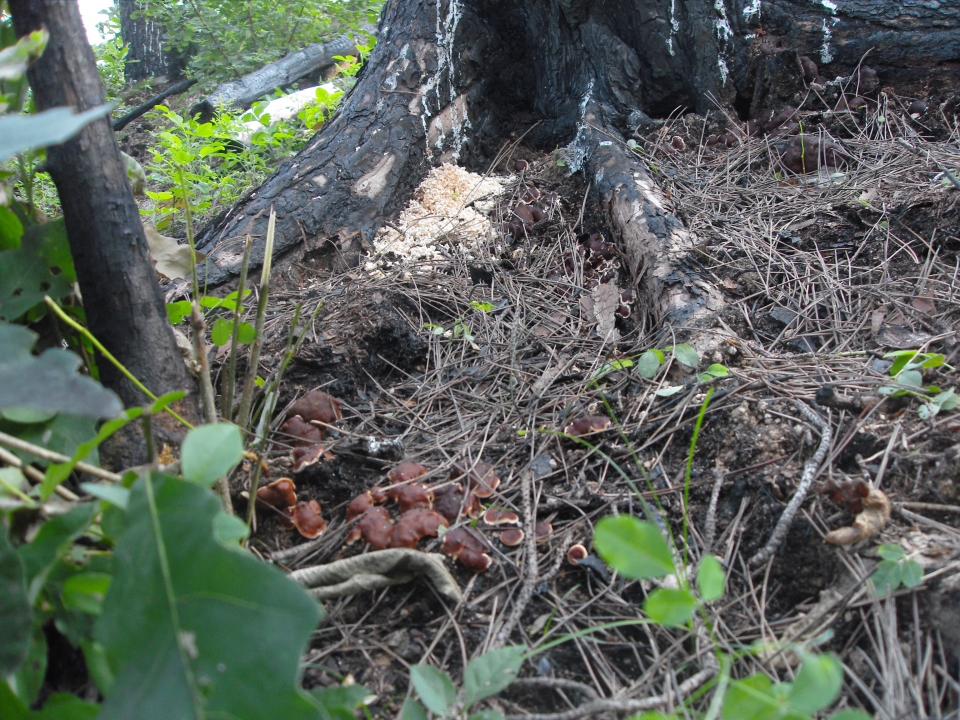 산불피해목 주변에 발생한 파상땅해파리버섯. (사진 국립산림과학원 제공)