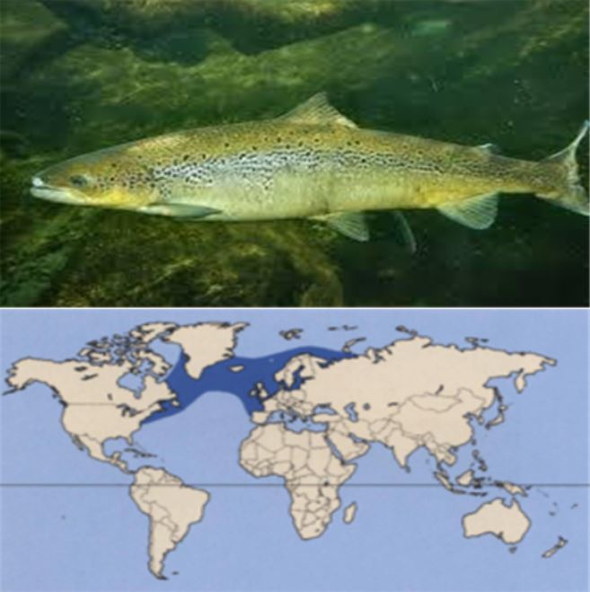 대서양연어와 분포도(사진 환경부 제공)