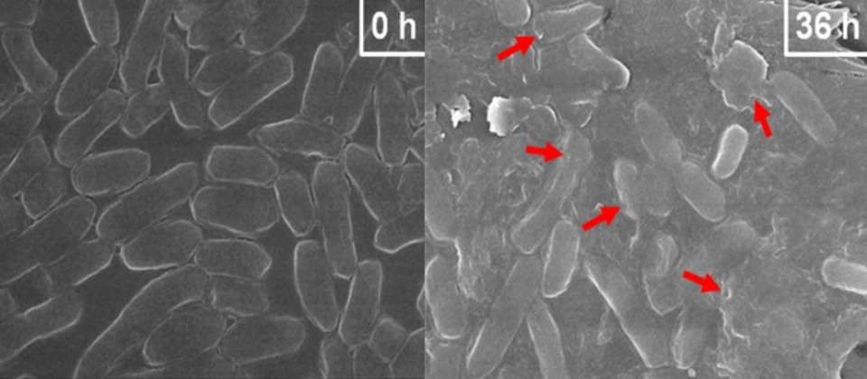 니브리박터속(Nibribacter sp.) 유래 배양액 추출물은 살모넬라균에 대해 세포막을 용해해 항균 활성을 나타낸다. 빨간색 화살표는 살모넬라균 세포막을 파괴하는 모습이다. (사진 국립생물자원관 제공)