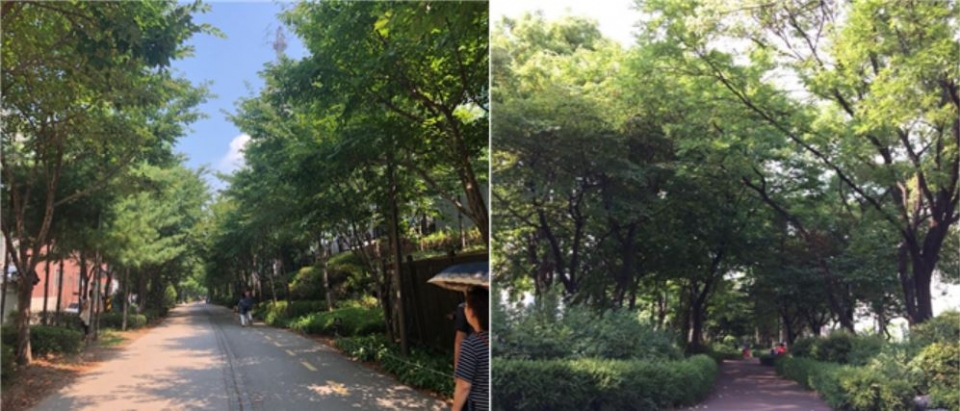 시원한 그늘이 있는 곳을 중심으로 선정한 ‘서울 여름 녹음길’은 총 220개소, 길이는 서울에서 평양까지의 거리를 웃도는 225㎞에 달한다. (사진 서울시청 제공)