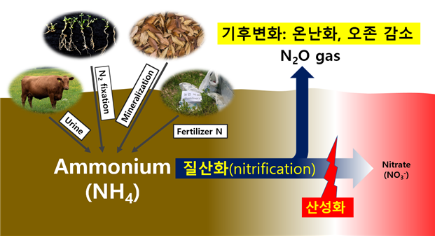 토양 산성화가 토양 질산화를 억제하고 동시에 N2O 온실가스의 발생을 촉진한다. (자료 국립생물자원관 제공)