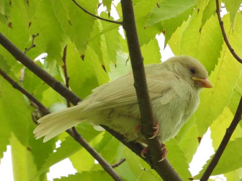 부천자연생태공원서 포착된 '흰 참새'.(사진 부천시 제공)