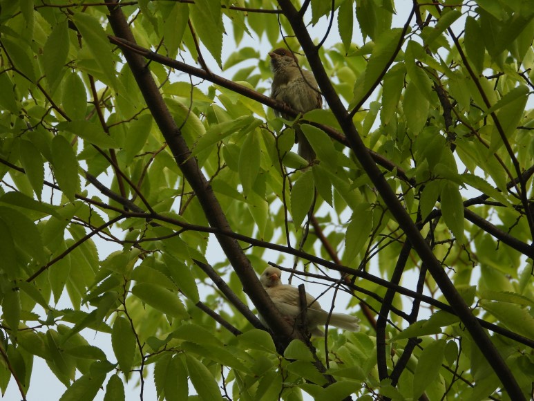 부천자연생태공원서 포착된 '흰 참새'.(사진 부천시 제공)
