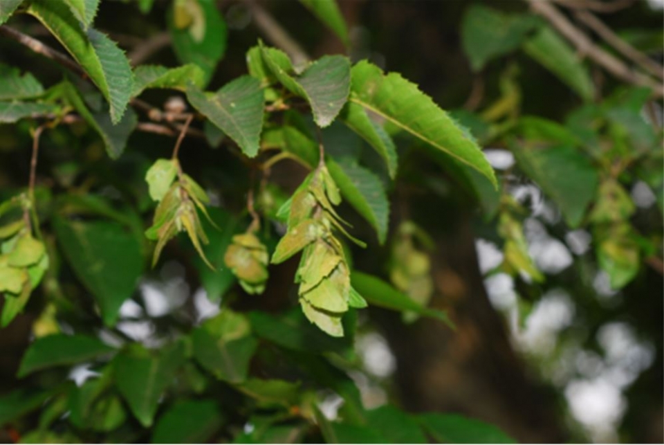 개서어나무(사진 환경부 제공)