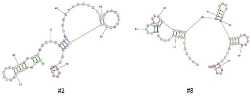 쿠커르비타신에 친화적 결합성을 갖는 DNA 앱타머 구조(자료 국립해양생물자원관 제공)