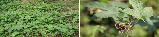 환삼덩굴군락(왼쪽)과 환삼덩굴 꽃과 잎.(사진 환경부 제공)