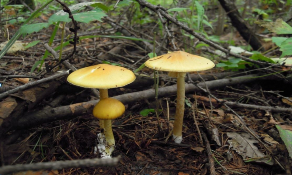 개나리광대버섯(독버섯) (사진 국립공원공단 제공)