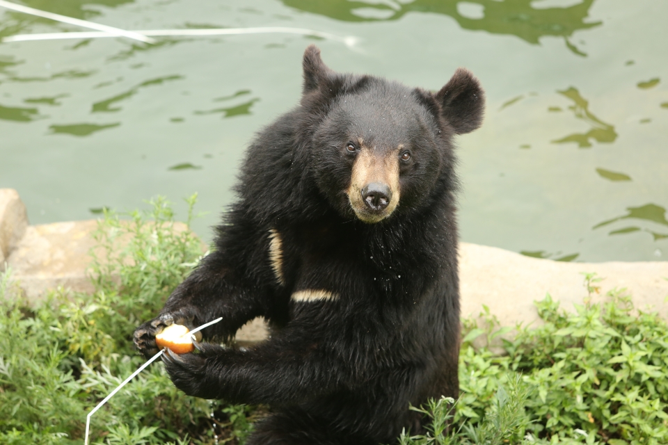 서울대공원은 3일을 ‘곰의 날’로 정하고 반달가슴곰에게 다양한 풍부화를 진행한다. (사진 서울대공원 제공)
