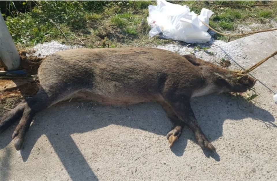 이번에 발견된 야생멧돼지 폐사체. (사진 환경부 제공)