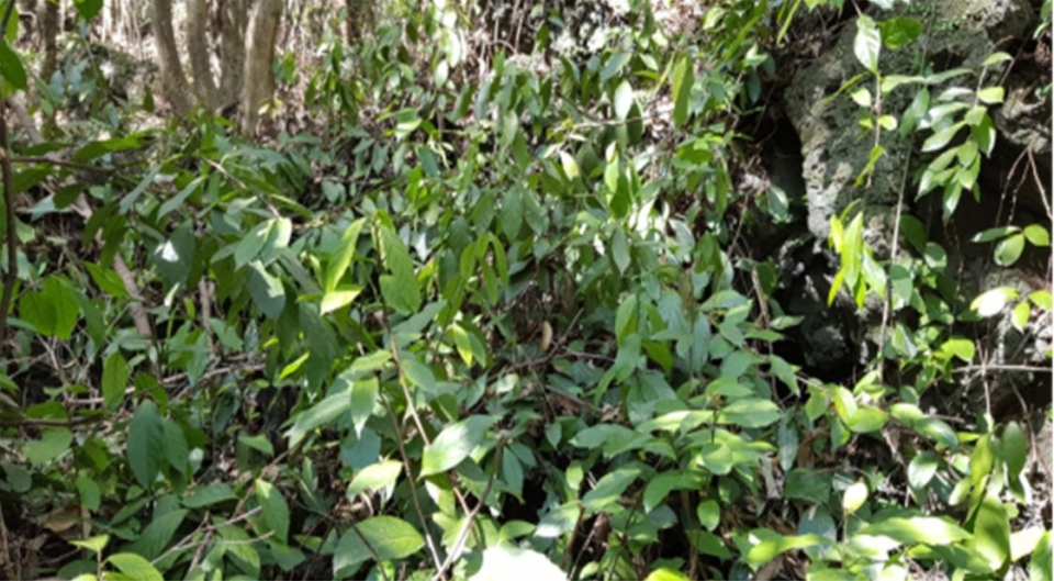 빌레나무 자생지. (사진 국립생물자원관 제공)
