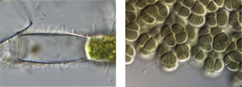 시아노파논 미라빌(Cyanophanon mirabile, 왼쪽)과 시아노살시나 크루코이디스(Cyanosarcina chroococcoides, 오른쪽) (사진 국립생물자원관 제공)