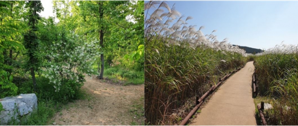 한반도숲 산들길(왼쪽)과 수생식물원 바람길(오른쪽). (사진 국립생태원 제공)