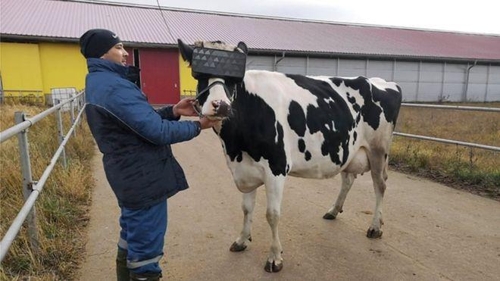 가상현실(VR) 고글을 쓴 러시아 젖소 (러시아 농업부 제공)