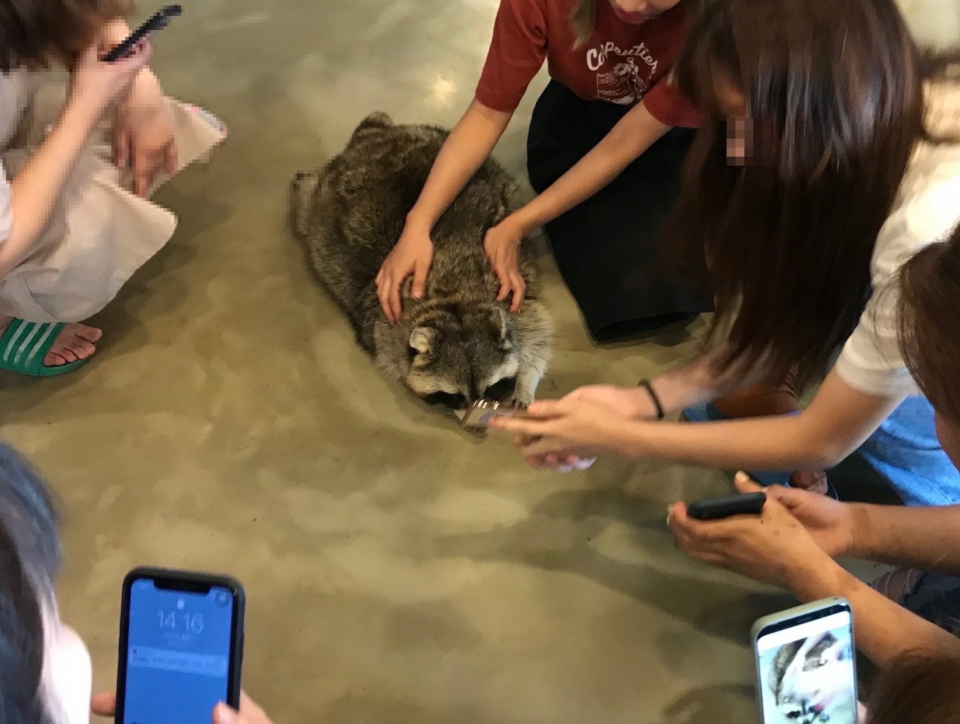 야생동물카페에서 관람객에게 둘러 쌓인 동물의 모습(출처 동물복지문제연구소 어웨어 페이스북)/그린포스트코리아