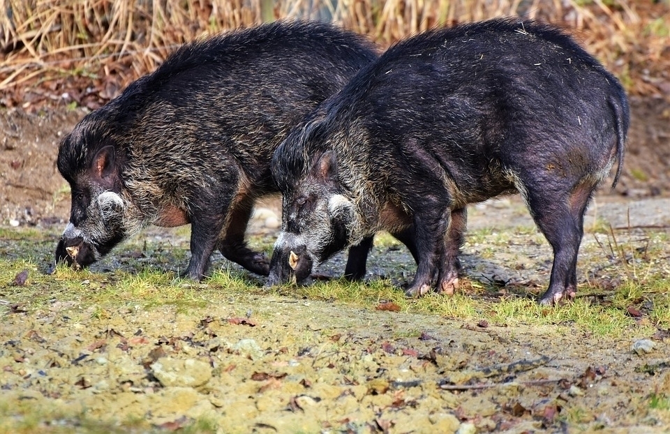 아프리카돼지열병(ASF)으로 전국을 떠들썩하게 한 대표적인 유해야생동물 멧돼지(사진 Pixabay)/그린포스트코리아