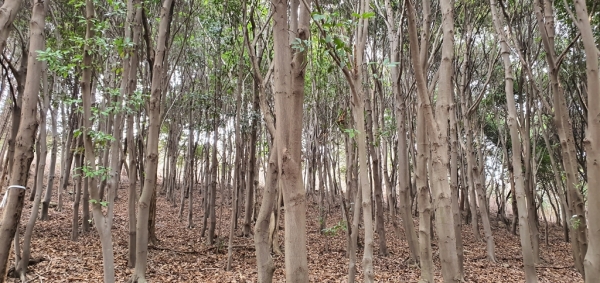 붉가시나무 군락지 (국립산림과학원 제공)
