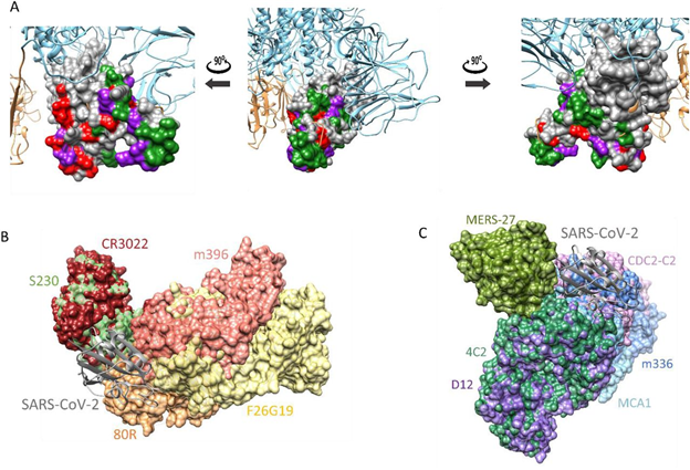 코로나19 스파이크 단백질(A), 사스 중화항체(B), 메르스 중화항체(C) 구조. (사진 한국화학연구원 제공)/그린포스트코리아