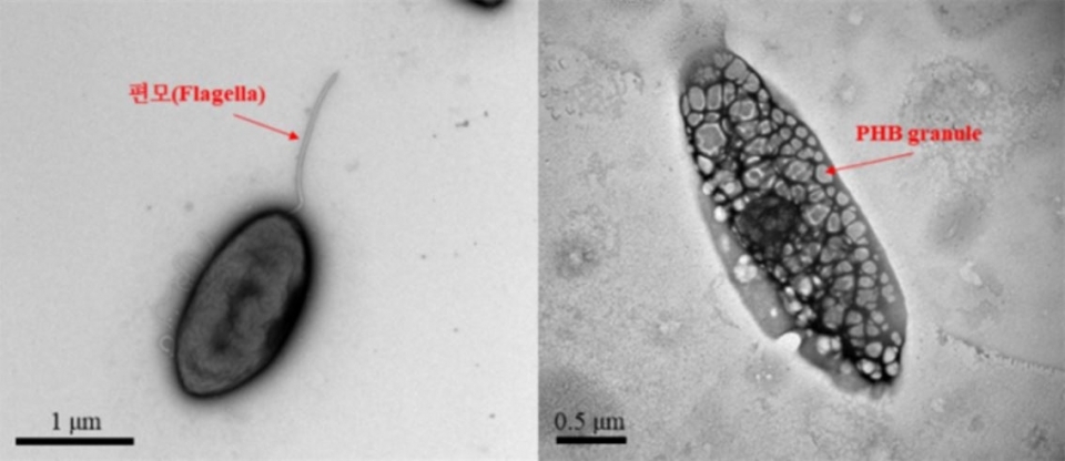 ‘디프지아 인테스티날리스(Deefgea intestinalis)’ 투과 전자현미경 사진. (사진 국립낙동강생물자원관 제공)/그린포스트코리아