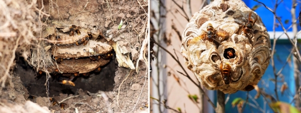 장수말벌(왼쪽)과 좀말벌 (산림청 국립수목원 제공)