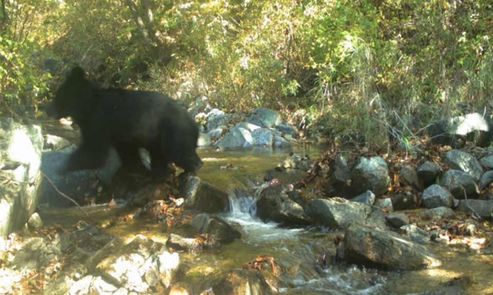 비무장지대에서 포착된 반달가슴곰. (사진 국립생태원 제공)