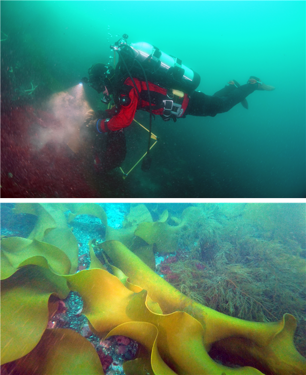 해조류 군집 조사를 위해 과학 잠수를 하는 모습(위)과 해조류 큰잎나도산말(Himantothallus grandifolius; 아래 왼쪽)과 산말류(Desmarestia spp. 아래 오른쪽). (극지연구소 제공)/그린포스트코리아