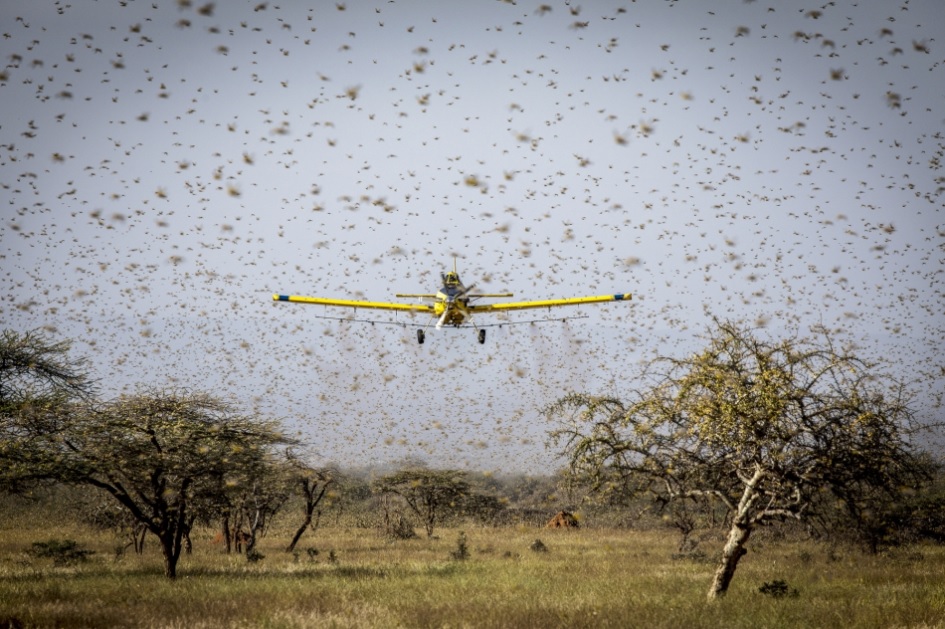 지난해부터 사막 메두기떼가 창궐에 동아프리카는 물론 남아시아까지 피해를 주고 있다. (출처 FAO 홈페이지 캡쳐)/그린포스트코리아