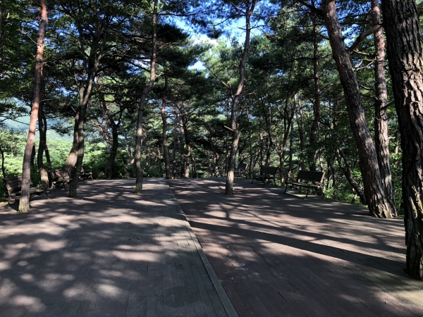 영월에코빌리지 방문객들이 소나무 그늘 아래서 심신을 힐링하는 '숲속의 빈터'