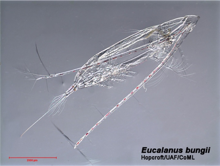 축치해에서 역대 최대 규모로 발견된 동물플라크톤 ‘유칼라누스 번지(Eucalanus bungii)’. (극지연구소 제공)/그린포스트코리아