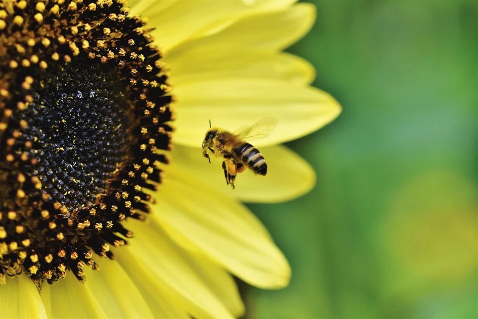 미세먼지 농도가 높으면 꿀벌이 꽃꿀을 얻기 위해 식물을 찾는 시간이 늘어나는 것으로 밝혀졌다. 공기가 나빠지면 동물의 생태에도 영향을 미친다는 의미다. (픽사베이 제공)/그린포스트코리아