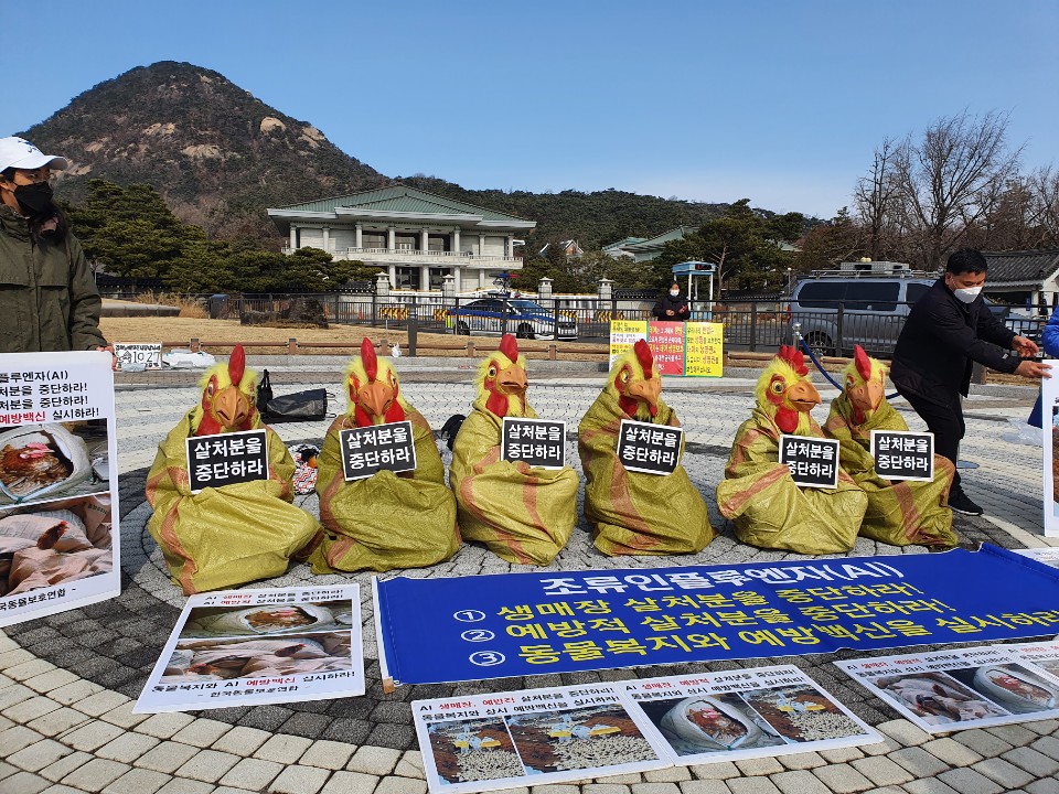 한국동물보호연합이 지난 1월 닭 가면을 쓴 채 AI 예방 백신 사용을 촉구하는 시위를 펼쳤다. (한국동물보호연합 제공)/그린포스트코리아