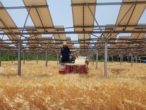 [첨부사진] 영농형 태양광이 설치된 농지에서 농민이 트랙터를 운전하고 있다
