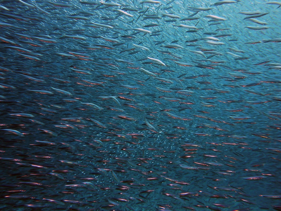 그린피스는 2030년까지 전 세계 바다의 30%를 보호해야한다고 주장한다. 30%의 해양보호구역은 과도한 어업, 광물 채굴 등의 활동으로부터 해양생물을 보호할 수 있다. 이에 그린피스는 한국정부도 여러 국가들과 함께 해양보호구역 지정 확대에 나설 것을 요구한다.(픽사베이 제공)/그린포스트코리아