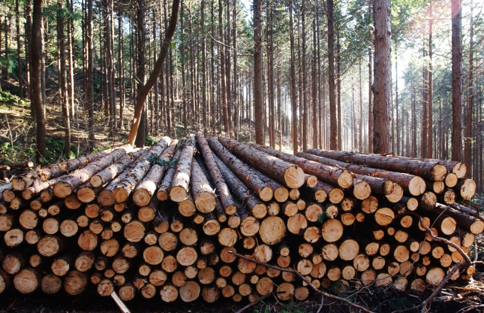생산된목재(사진 산림청 제공)